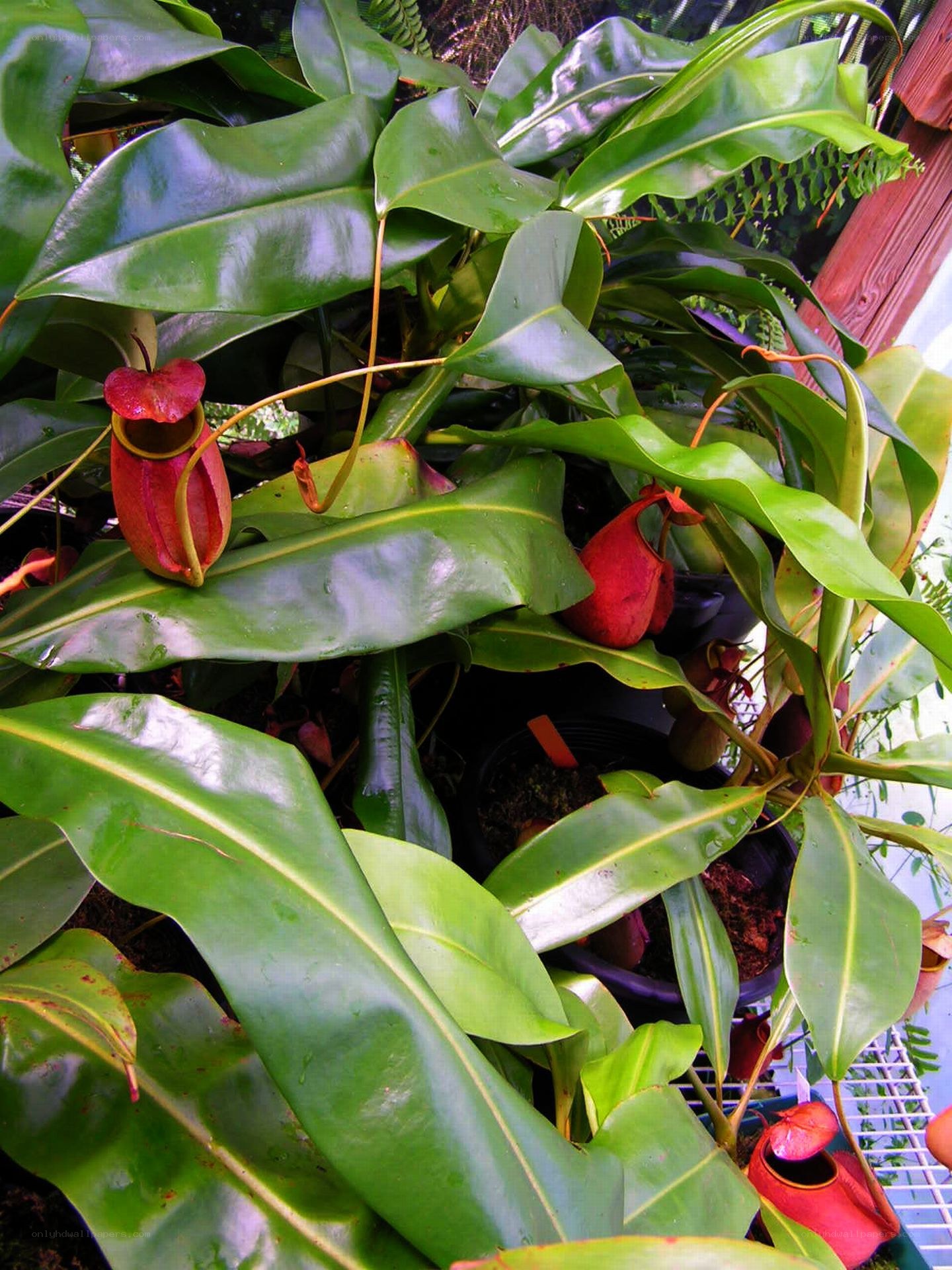 red pitcher plants with green leaves