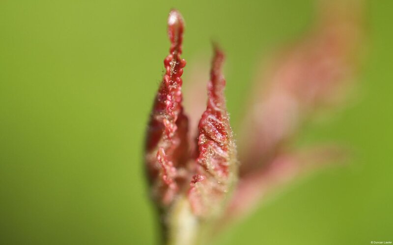 Red Plant Bud