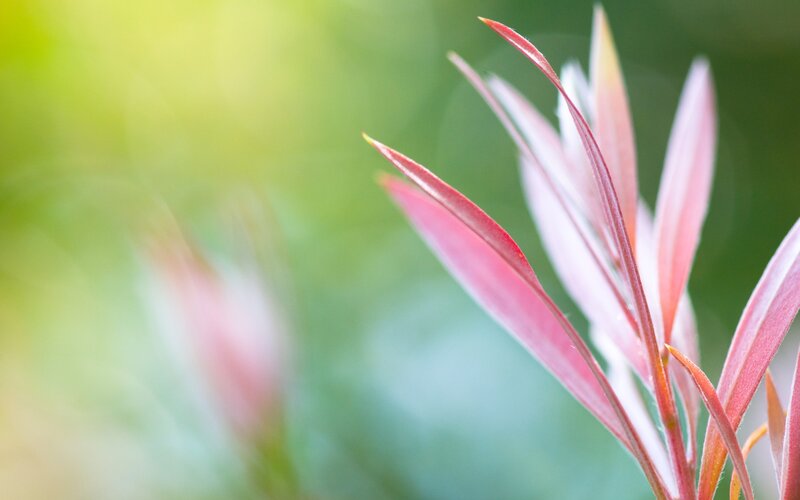 Red Plant Leaves