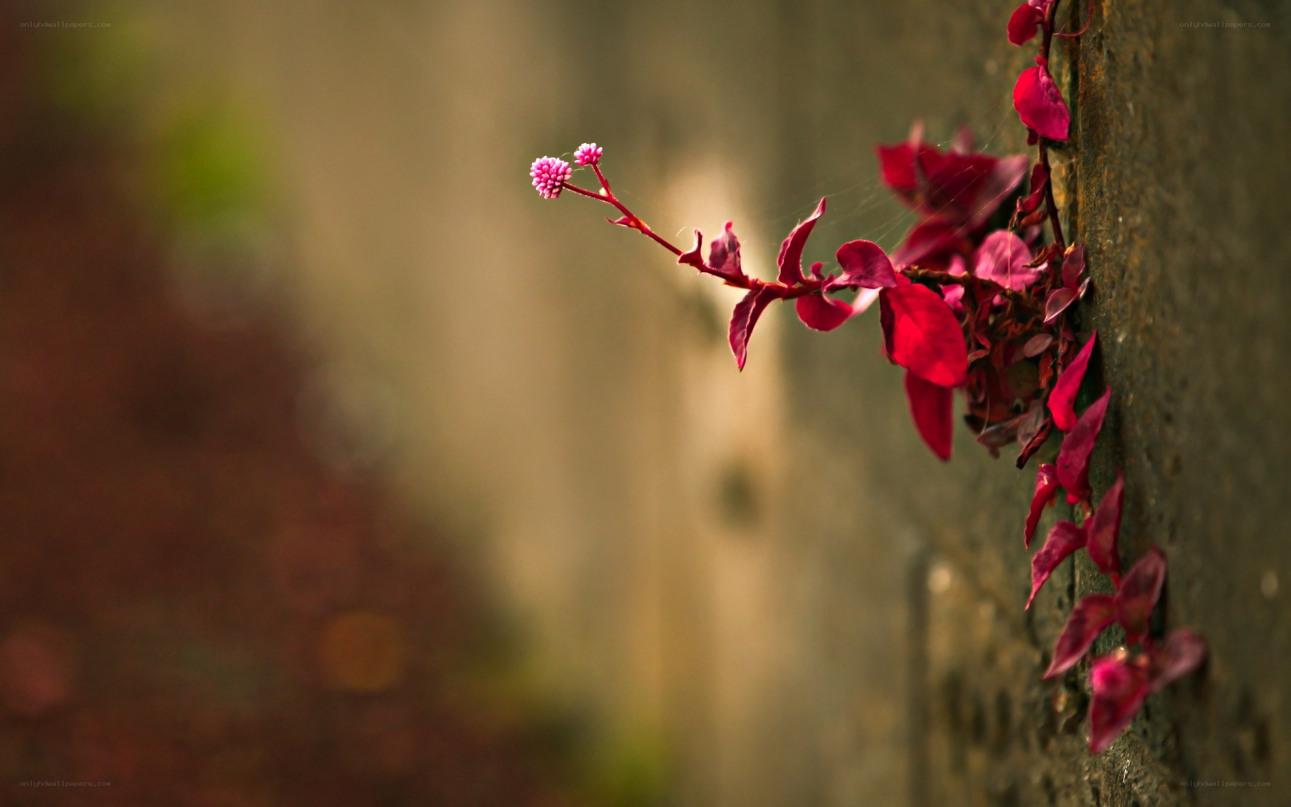 Red plant on a wall