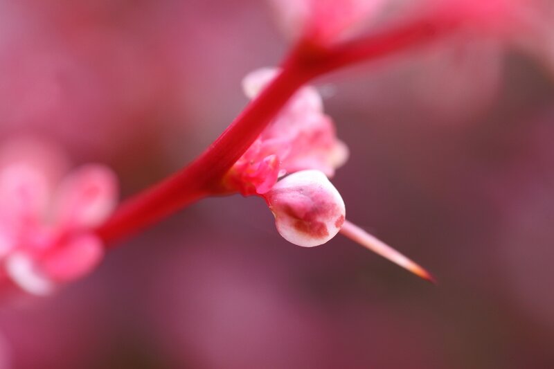 Red Plant Stem with Buds