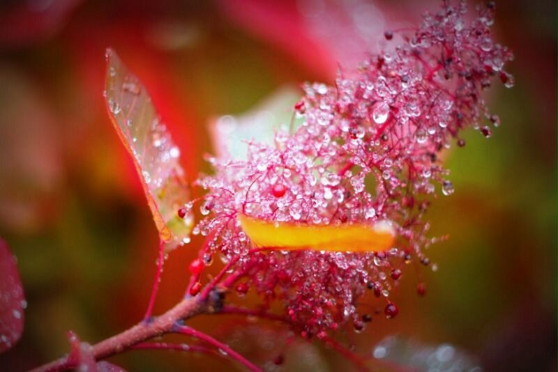 Red Plant with Dew Drops
