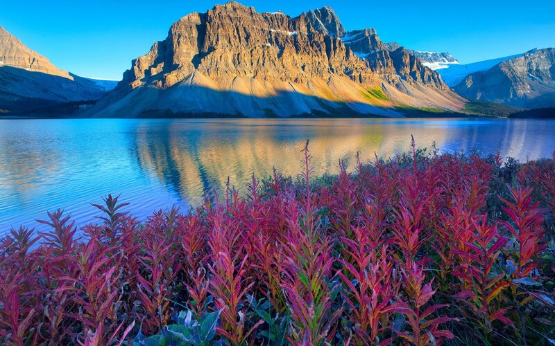 Red Plants by Lake — Blue, Serene, Morning