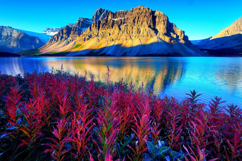 Red Plants by Lake — Blue, Serene