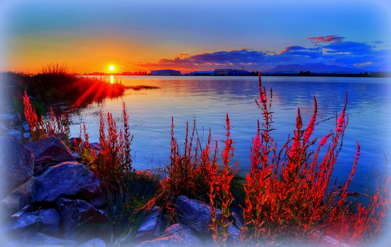 Red Plants by Lake — Blue