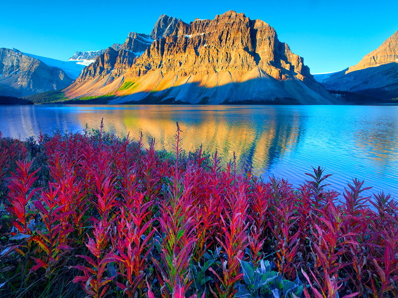 Red Plants by Lake
