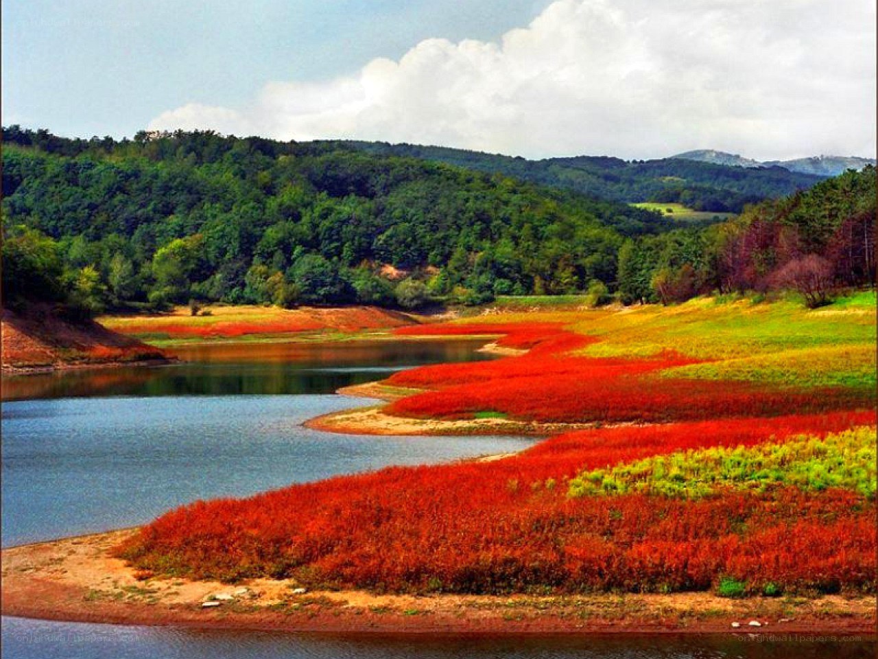 Red plants by the lake