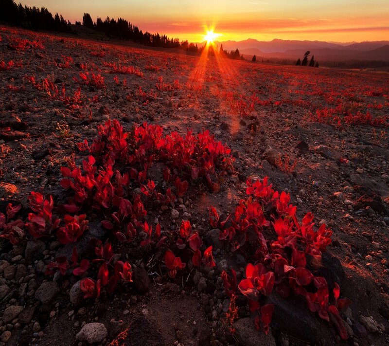 Red Plants in Volcanic Soil