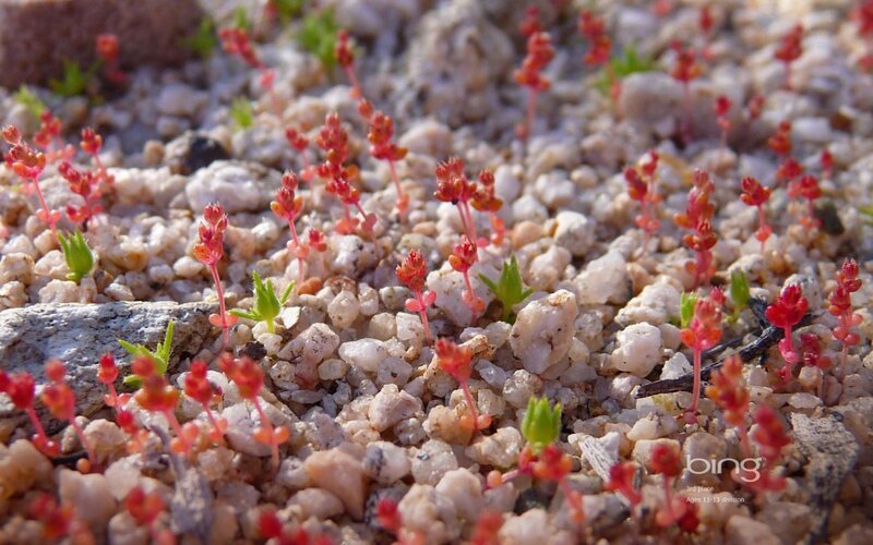 Red Plants on Gravel