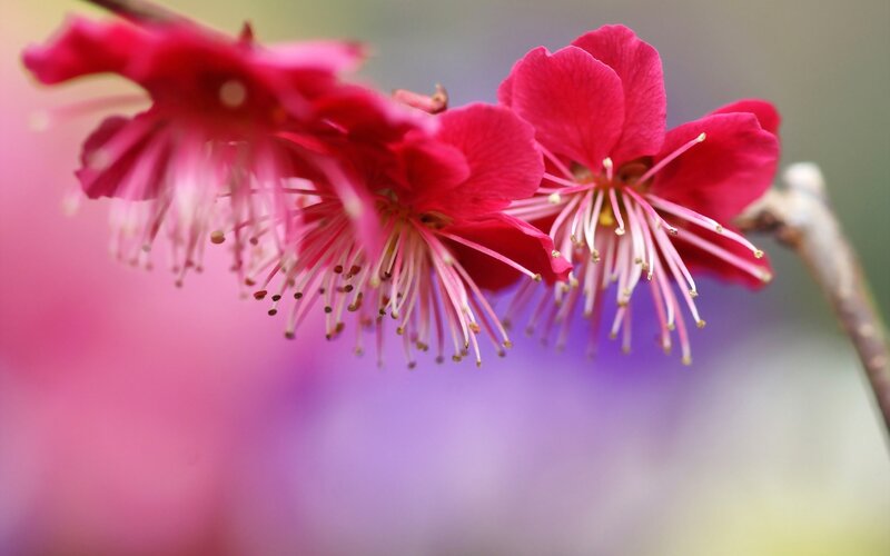Red Plum Blossoms — Pink, Serene