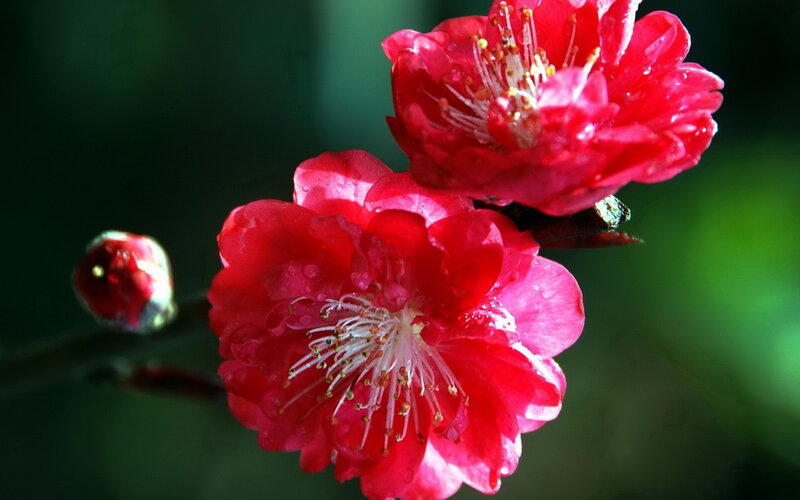 Red Plum Blossoms — Serene, Spring