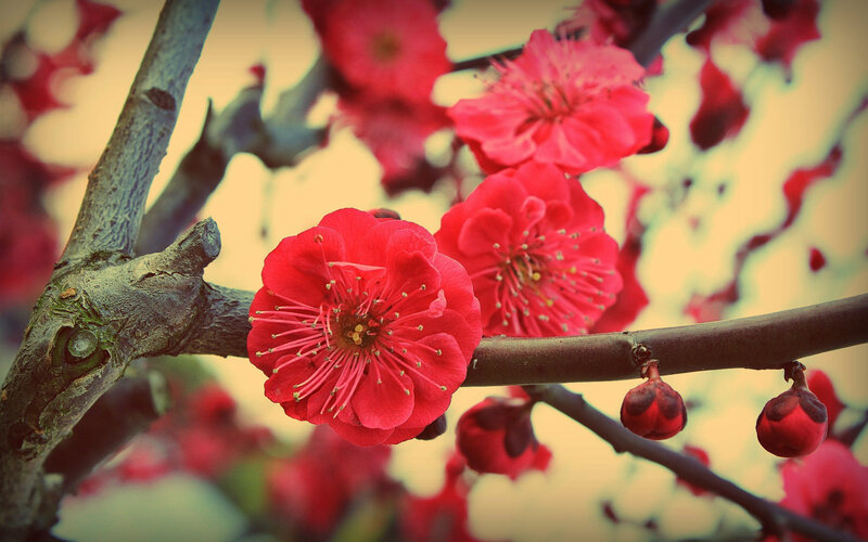 Red Plum Blossoms — Serene