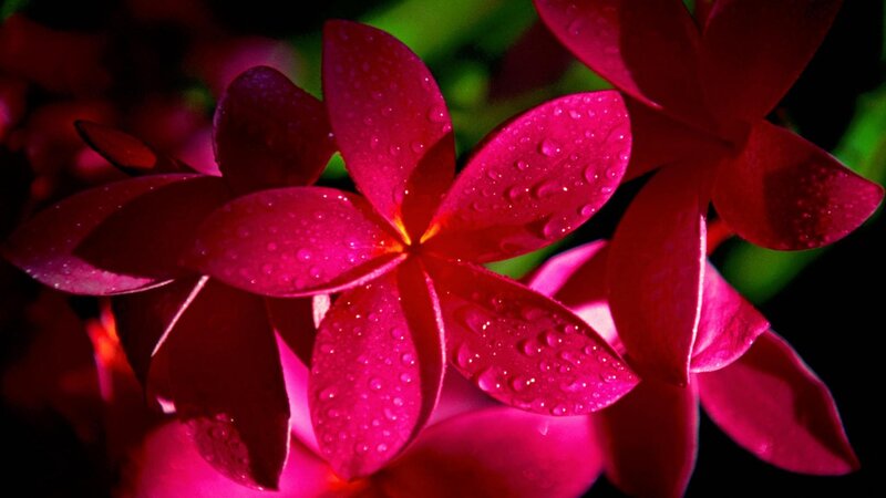 Red Plumeria Flower — Dramatic, Photograph