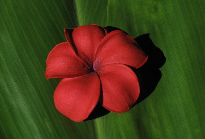 Red Plumeria Flower — Serene