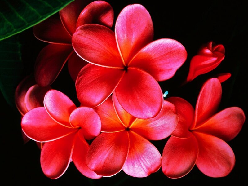 Red plumeria flowers
