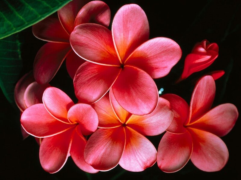 Red Plumeria Flowers — Dramatic, Photograph, Green Leaf
