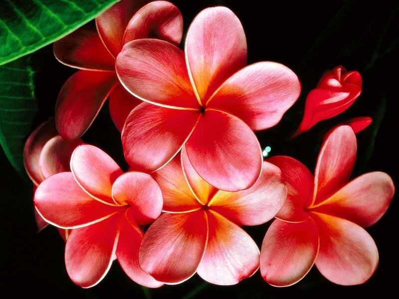Red Plumeria Flowers — Dramatic, Photograph, Leaves, Buds