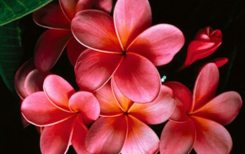 Red Plumeria Flowers — Dramatic, Photograph, Leaves