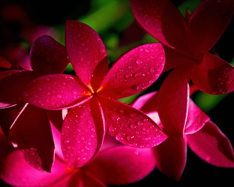 Red Plumeria Flowers — Dramatic, Photograph, Water Droplets