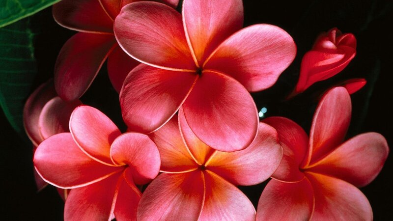 Red Plumeria Flowers — Dramatic