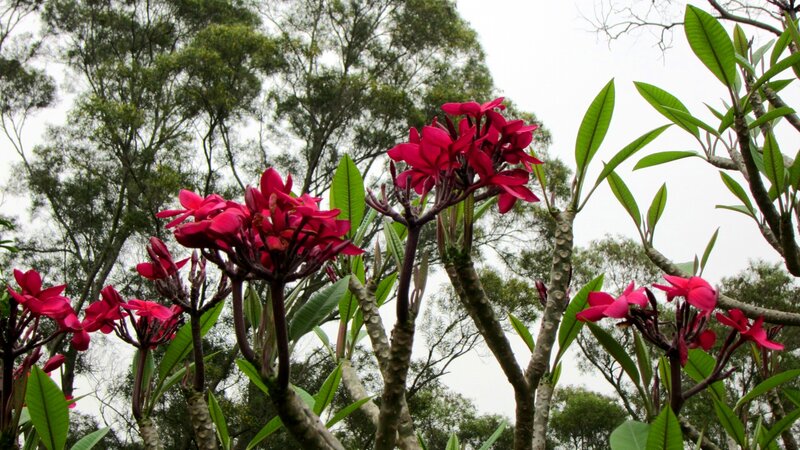 Red Plumeria Flowers — Natural