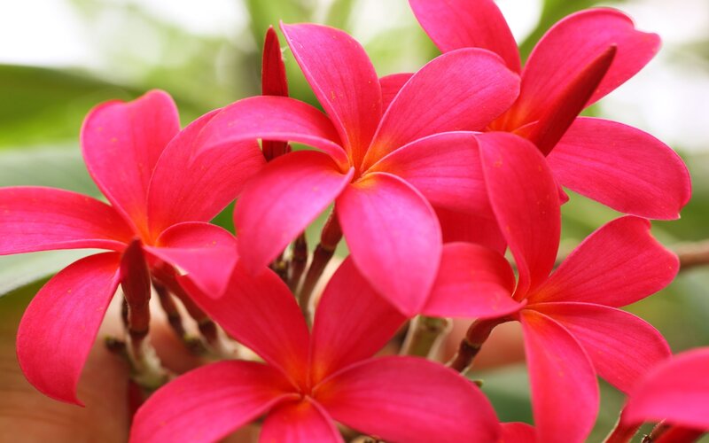 Red Plumeria Flowers — Pink
