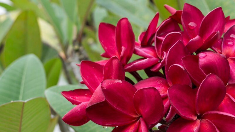Red Plumeria Flowers — Serene, Photograph