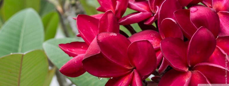 Red Plumeria Flowers — Serene