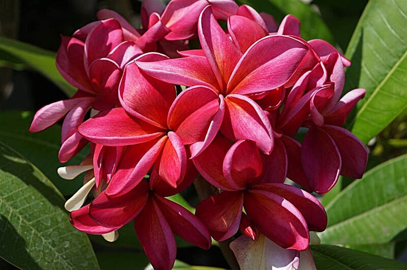 Red Plumeria Flowers — Vibrant