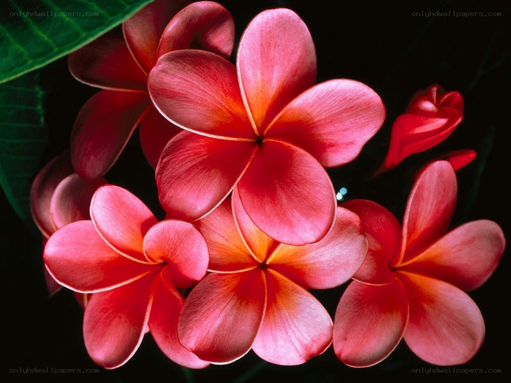 Red plumeria flowers