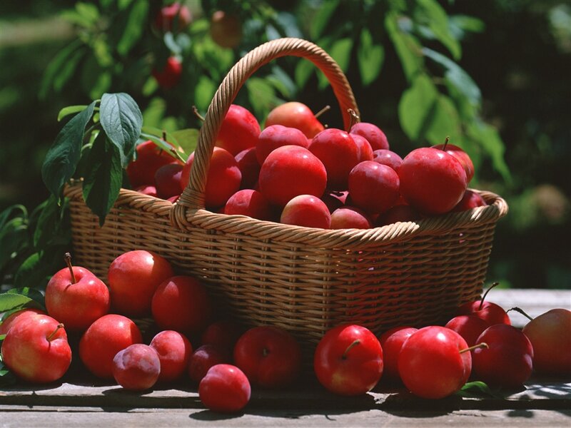 Red Plums in Basket — Serene, Afternoon