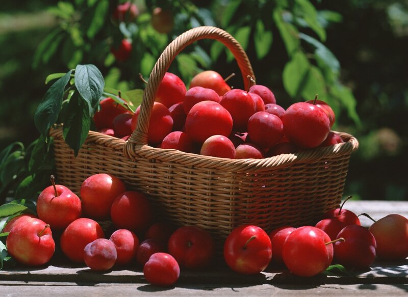 Red Plums in Basket — Serene