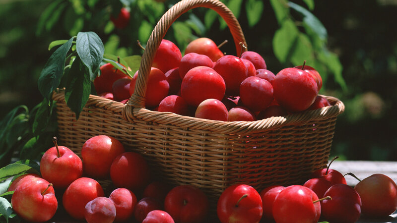 Red Plums in Basket