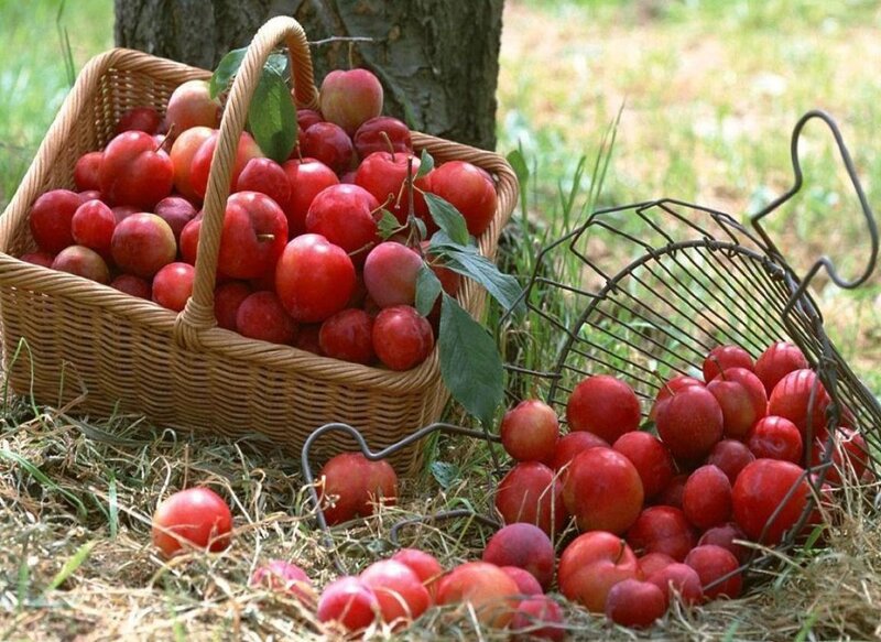Red Plums in Baskets