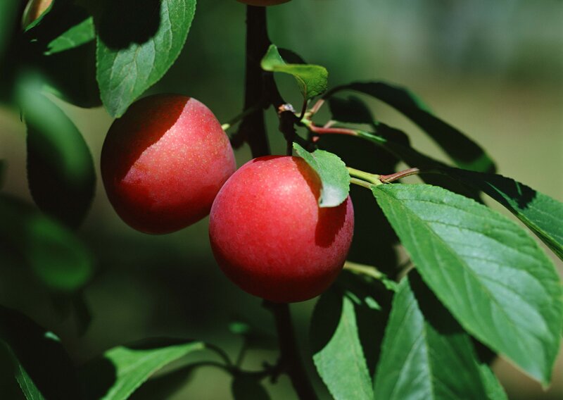 Red Plums on a Branch — Natural, Afternoon