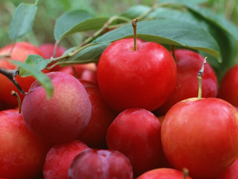 red plums on a branch
