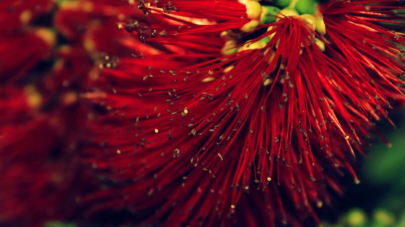 Red Pohutukawa Flower