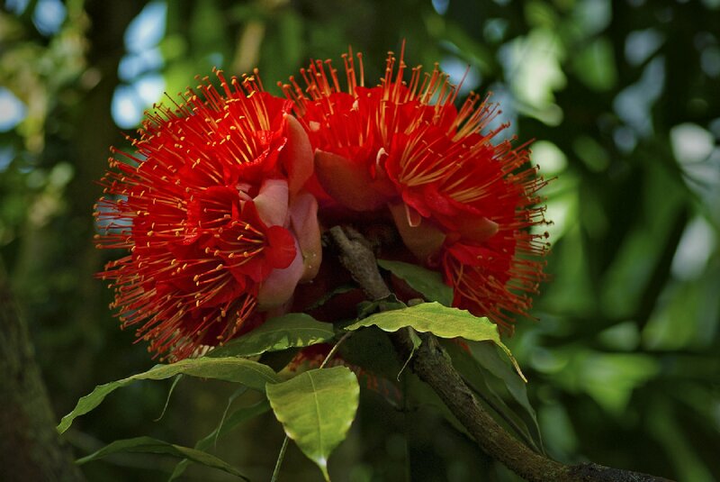 Red Pohutukawa Flowers — Natural, Afternoon