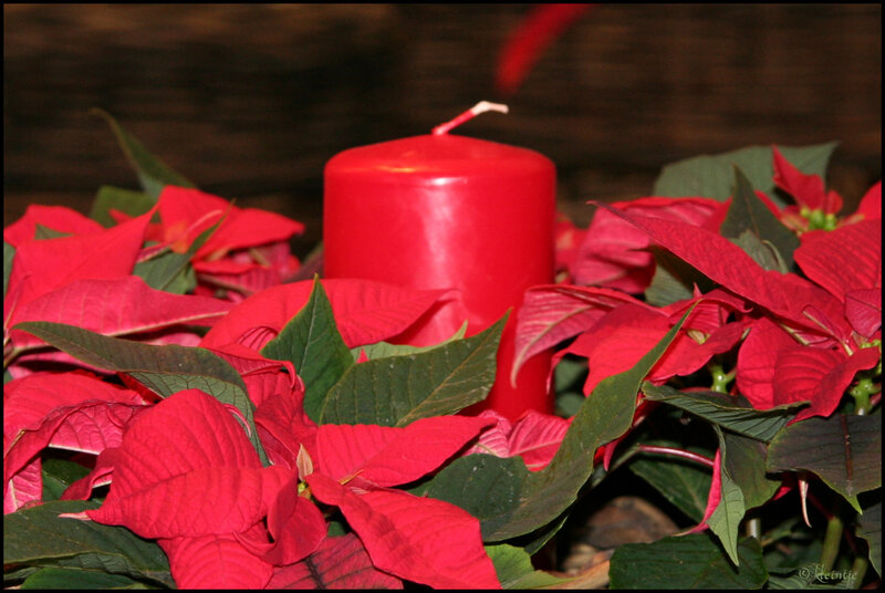 Red Poinsettia Candle