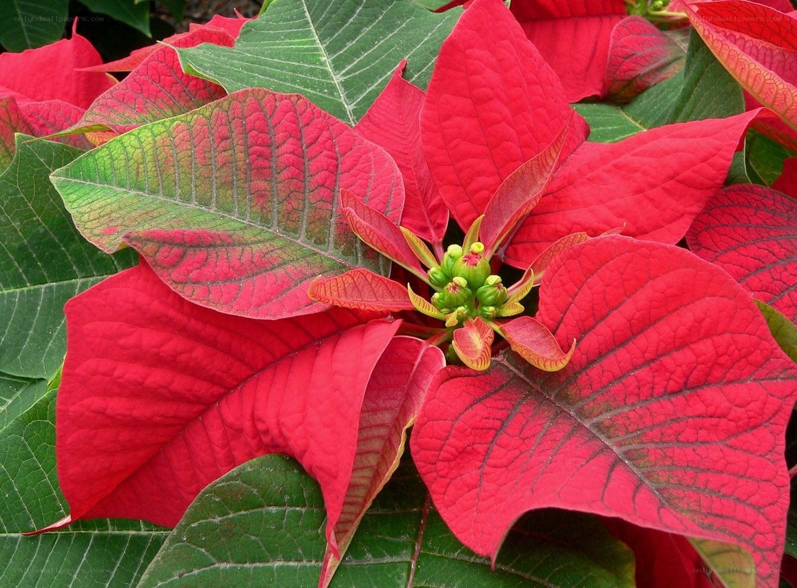 Red poinsettia flower close-up