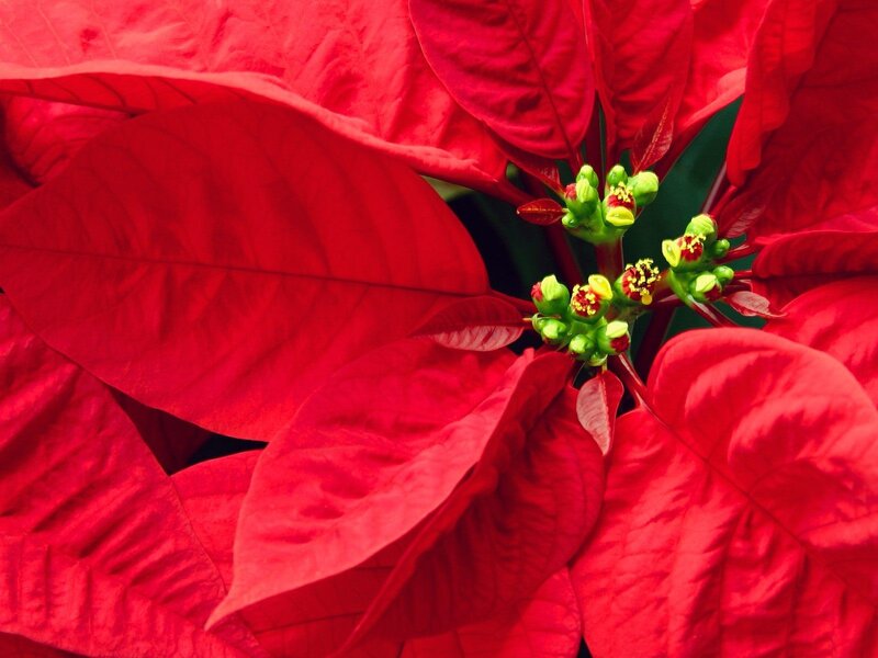 Red poinsettia flower close-up