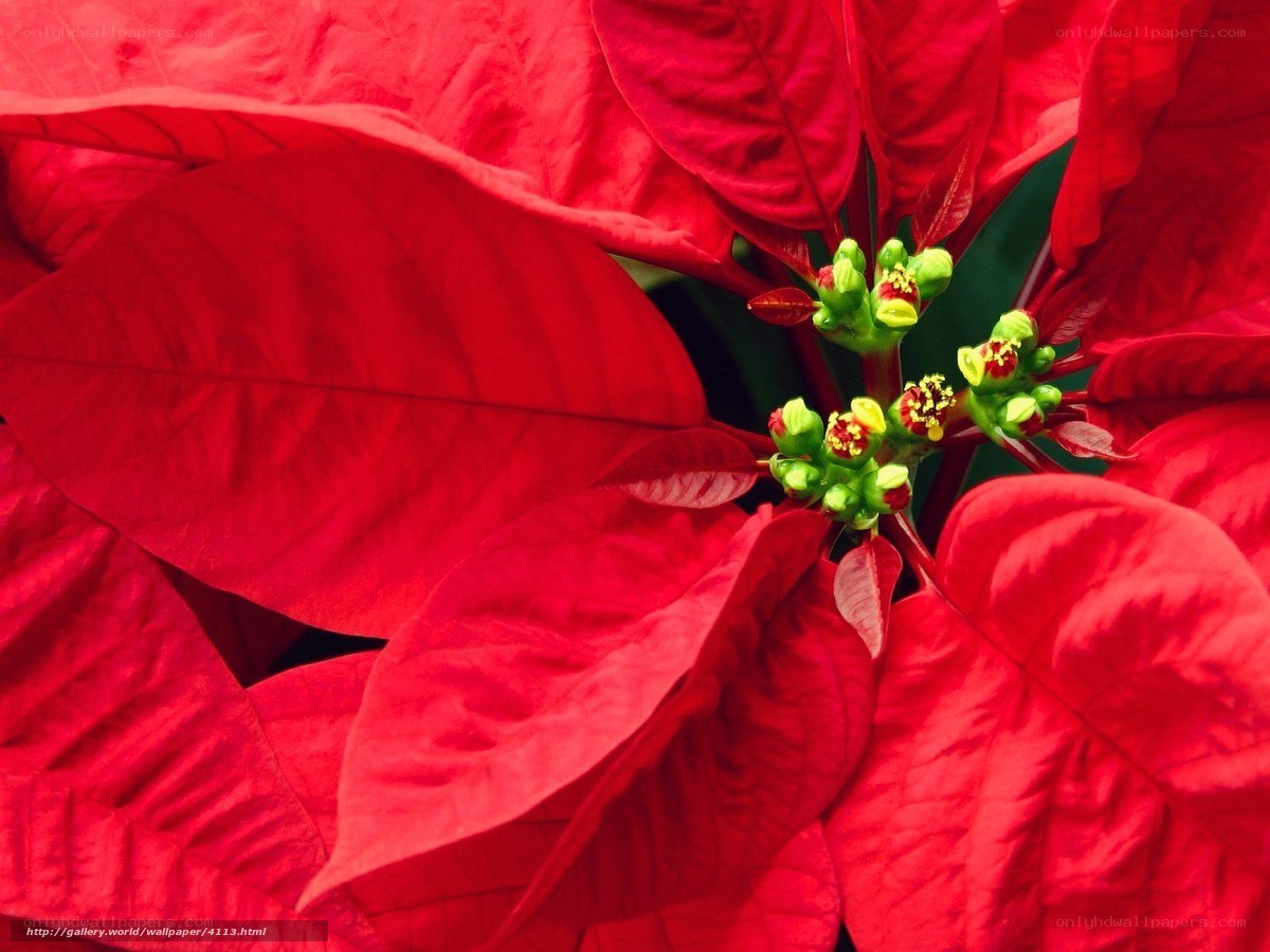 Red poinsettia flower close-up