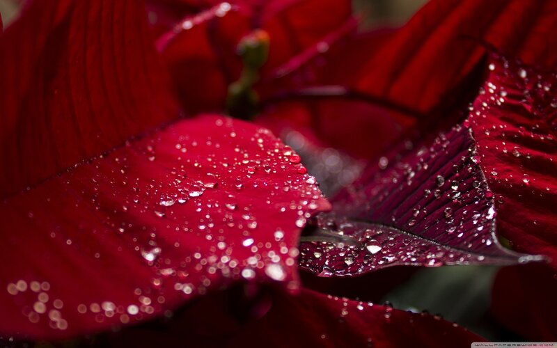 Red Poinsettia Flower — Dramatic