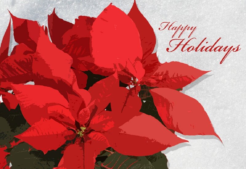 Red Poinsettia Flower — Festive