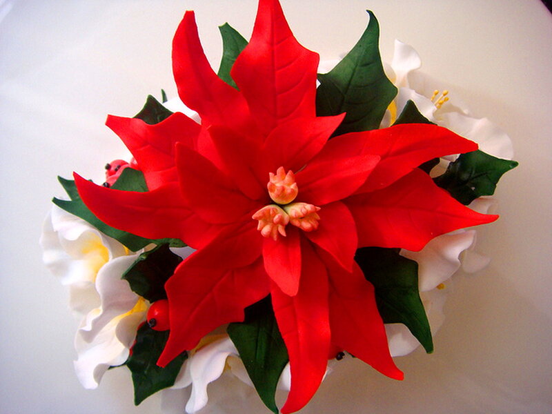 Red Poinsettia Flower — Festive, Winter