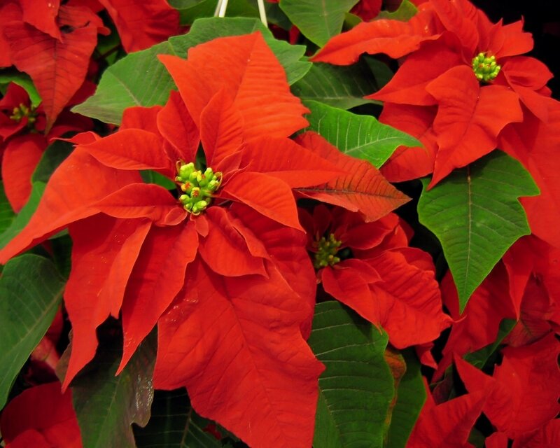 Red poinsettia flowers