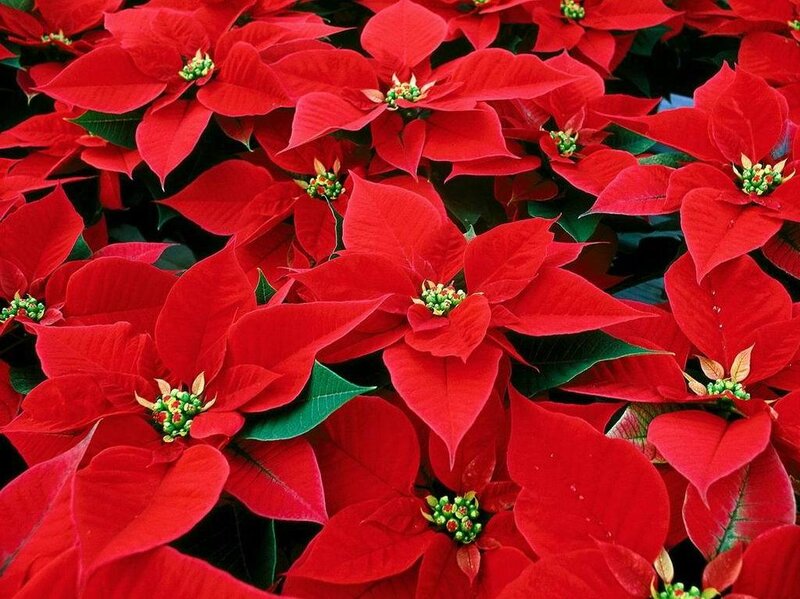 Red poinsettia flowers