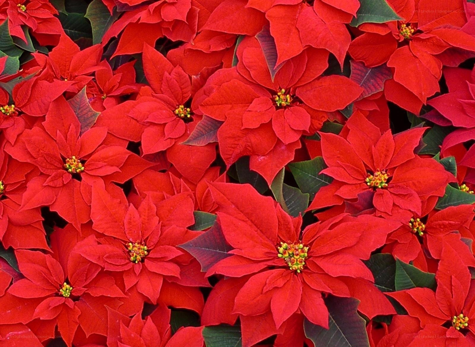 Red poinsettia flowers
