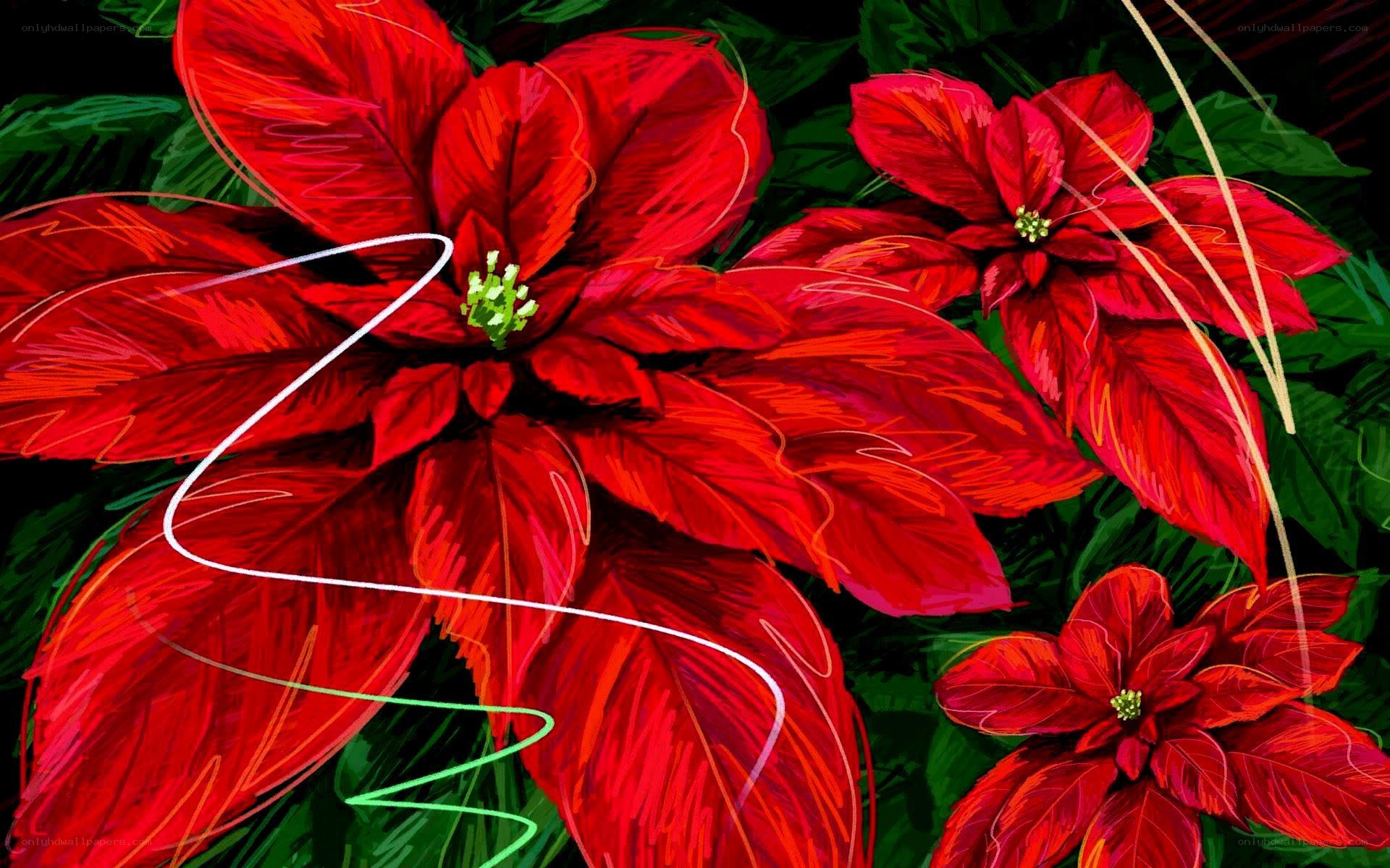 Red poinsettia flowers