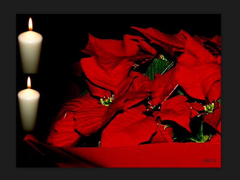 Red Poinsettia Flowers — Dramatic